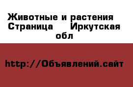  Животные и растения - Страница 2 . Иркутская обл.